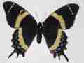 Papilio garamas garamas female (aberration) Internet Image property of respective owner, non-commercial use only